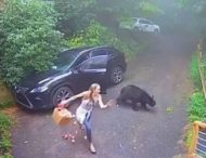 В Черногории медвежонок залез в авто, чем напугал владелицу машины