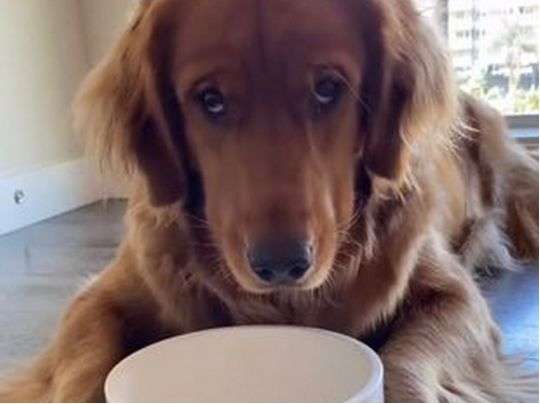 Реакция собаки, которую посадили на диету, растрогала сеть Реакция собаки, которую посадили на диету, растрогала сеть