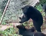 Забавное видео: двое медвежат пытаются залезть в гамак