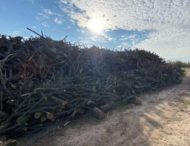 На Дніпропетровщині чоловік незаконно вирубував дерева (фото)