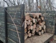 На Дніпропетровщині поблизу заповідника незаконно вирубали ліс