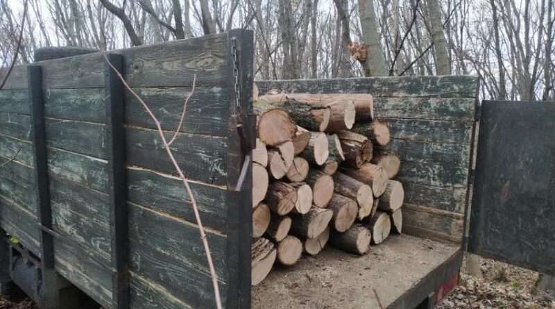 На Дніпропетровщині поблизу заповідника незаконно вирубали ліс