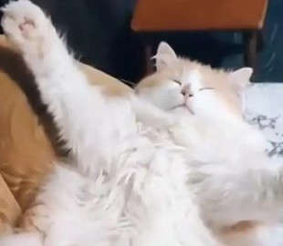«Суперзвезда»: Пушистый кот уснул в забавной позе