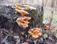 В Днепропетровской области растут более 80 видов ядовитых грибов