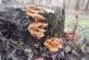 В Днепропетровской области растут более 80 видов ядовитых грибов