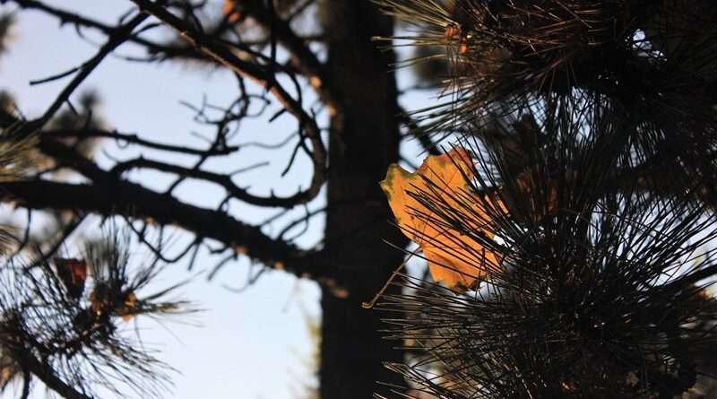 Погода у Дніпрі на понеділок, 13 грудня 2021 року Погода у Дніпрі на понеділок, 13 грудня 2021 року