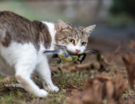 В Австралии кошкам намерены запретить гулять на улице и штрафовать за нарушение “комендантского часа”