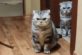 Курьез: реакция кошек на поздно вернувшуюся с корпоратива хозяйку развеселила пользователей Сети (ВИДЕО)