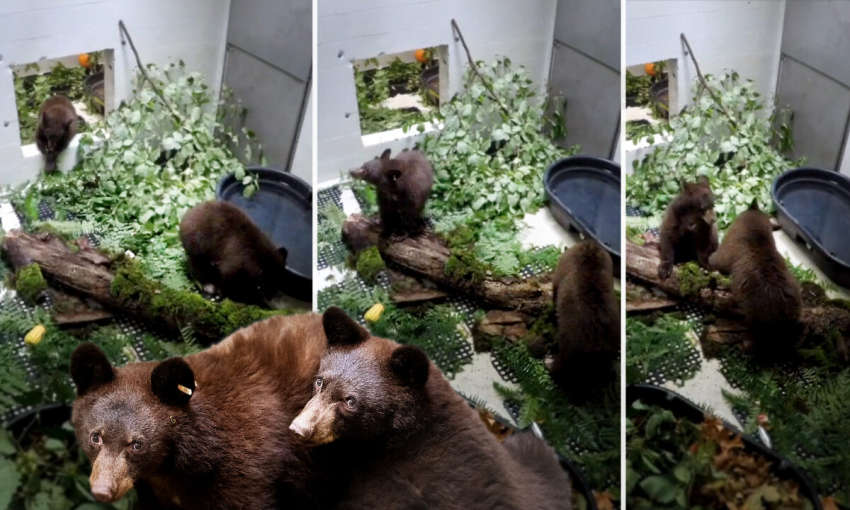 Видео запечатлело момент воссоединения медвежат, выживших после лесного пожара, и теперь они не могут перестать обнимать друг друга