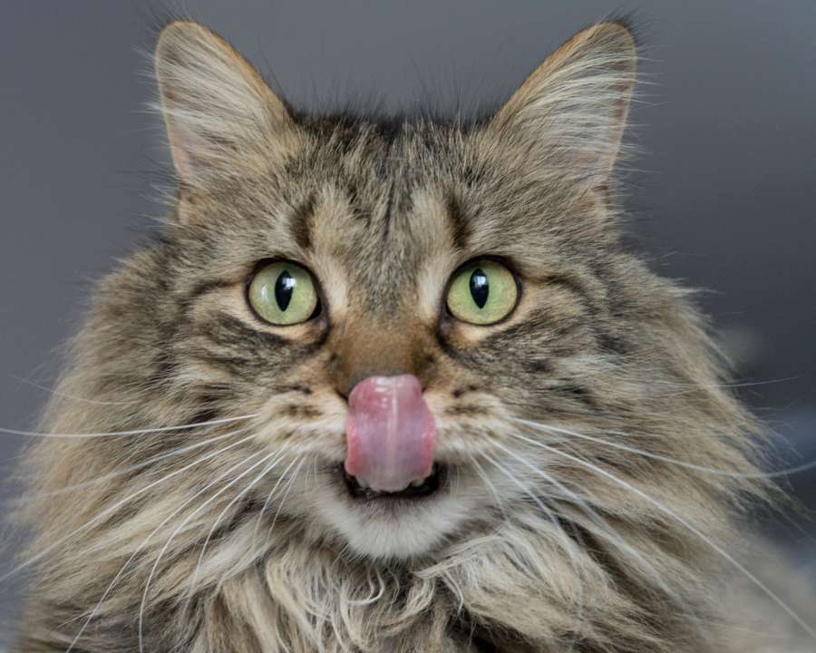 Замолчи немедленно: кошка забавно пытается остановить пение хозяйки – видео