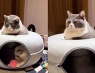 «Дзен»: Кот продемонстрировал удивительное спокойствие, пока его брат бегал кругами (ФОТО)