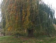 В Кривом Роге лицеисты обнаружили старейшие деревья родного края