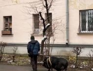 В Киеве свинью «выгуливали» на поводке (ФОТО)