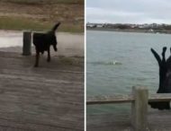 Эффектный прыжок в воду неуклюжего пса повеселил Сеть (ВИДЕО)