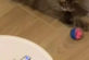 Решивший подружиться с роботом-пылесосом кот рассмешил Сеть