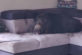 У Німеччині дикий кабан пробрався у чужий будинок та заснув на дивані