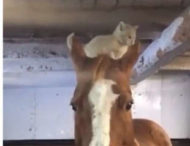 Котенок, решивший покататься на лошадке, рассмешил пользователей Сети