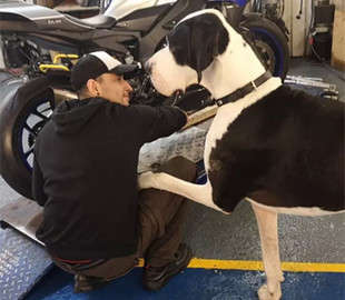 Сеть рассмешила собака, похожая на корову Сеть рассмешила собака, похожая на корову