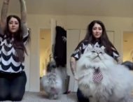 «С харизмой»: шикарный пушистый кот затмил хозяйку на видео (ФОТО, ВИДЕО)