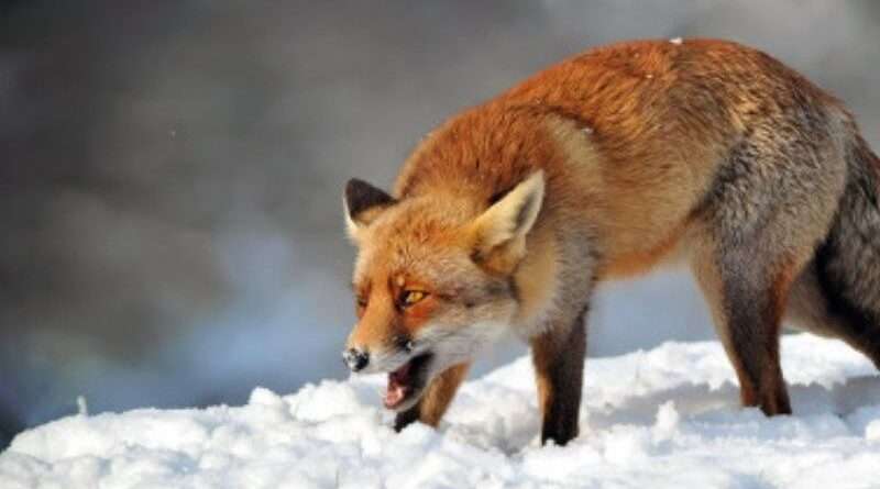 У Дніпропетровській області зареєстрували випадок сказу У Дніпропетровській області зареєстрували випадок сказу