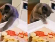 «Всё пошло не по плану»: Кот неумело пробовал стащить колбасу (ФОТО, ВИДЕО)