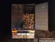 У Дніпропетовській області «чорні» лісоруби знищують ліси