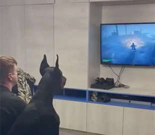 Сеть насмешил доберман, пристрастившийся к видеоиграм Сеть насмешил доберман, пристрастившийся к видеоиграм