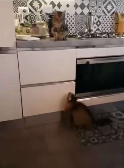 «Шикарные кадры»: Кот «поцеловал» кошку в полёте (ФОТО, ВИДЕО) «Шикарные кадры»: Кот «поцеловал» кошку в полёте (ФОТО, ВИДЕО)