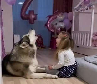 Хаски показал девочке мастер-класс по завываниям Хаски показал девочке мастер-класс по завываниям