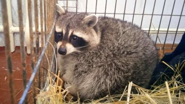 У гімназії Кривого Рогу через війну оселилися носуха та єнот (відео) У гімназії Кривого Рогу через війну оселилися носуха та єнот (відео)