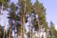 На Дніпропетровщині заборонили відвідувати ліси