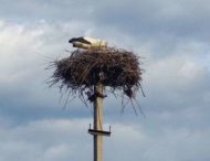 На Днепропетровщине аисты вернулись в гнезда, ранее установленные энергетиками ДТЭК