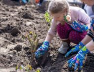 На Дніпропетровщині переселенці з Донеччини висадили 200 кущів троянд
