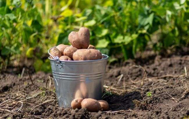 Шість громад Дніпропетровщини отримали посівну картоплю