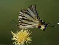 У Дніпропетровській області виявили пару рідкісних метеликів (фото)