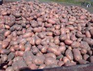 У «Садах Перемоги» Дніпропетровської області виросла картопля