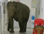 Три дикі слони прогулялися лікарнею в Індії, один застряг у дверях (фото, відео)