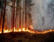 Із початку літа в Дніпропетровській області 68 разів горіли ліси