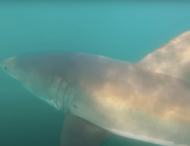 У Каліфорнії рибалка переплутав велику білу акулу з підводним човном (відео)
