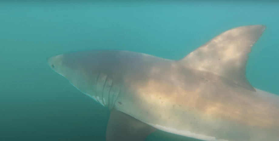 У Каліфорнії рибалка переплутав велику білу акулу з підводним човном (відео) У Каліфорнії рибалка переплутав велику білу акулу з підводним човном (відео)