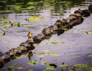 Найсмішніші роботи, представлені на конкурс Comedy Wildlife Photography Awards 2022