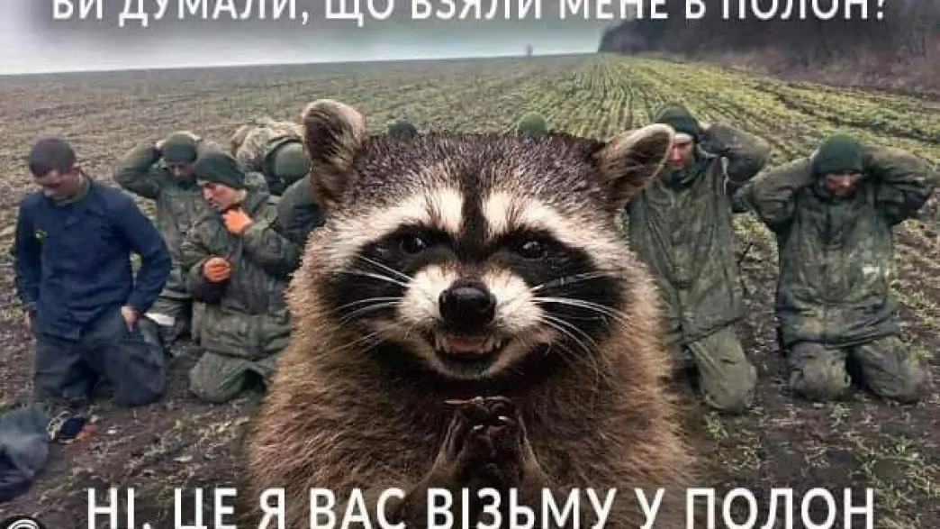 Не того взяли: вкрадений у Херсоні єнот став героєм нової порції патріотичних мемів