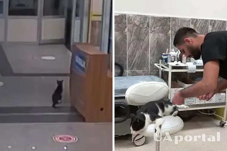 У Туреччині кіт зі зламаною ногою сам прийшов до лікарні за допомогою (відео)