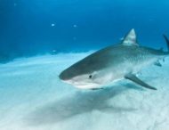 Восьмирічний австралієць примудрився зловити величезну акулу