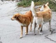 В российском Курске собирают собачью шерсть на носки для военных