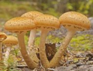 У Дніпропетровській області 9 людей отруїлися грибами