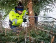 Спікера парламенту Норвегії привалило різдвяною ялинкою, яку він зрізав у лісі