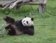 Панда показала кілька бойових трюків і розсмішила Мережа (ВІДЕО)