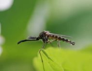 На Дніпропетровщині зафіксували 24 випадки малярії