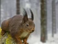 Елітний хвостатий спецназ. У Китаї руді білки допомагають поліцейським ловити наркоторговців (фото)